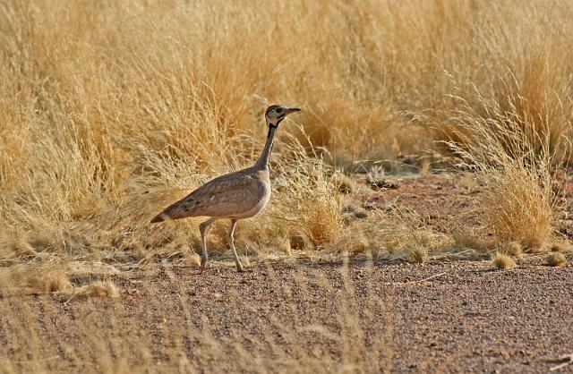 070 Namib Desert, namibrand nature reserve, ruppells trap.JPG